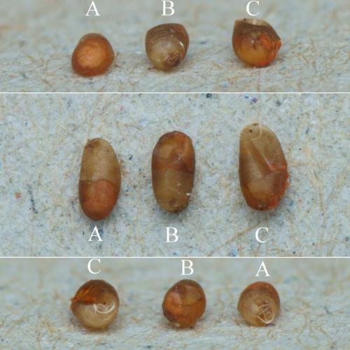 Réf. 321 173 : Synopeas sp.